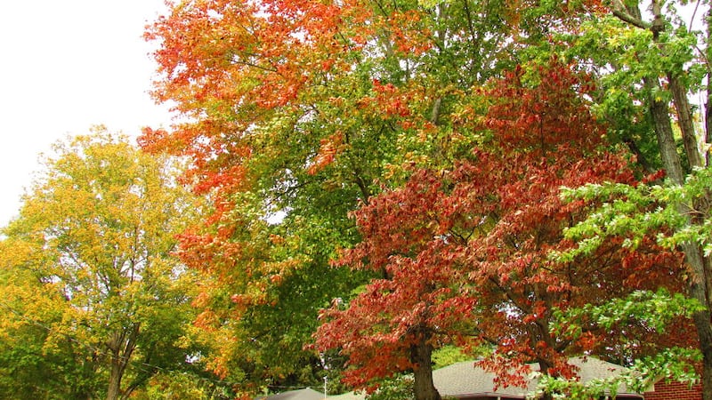 Fall colors are starting to pop in Humbolt, Tenn.