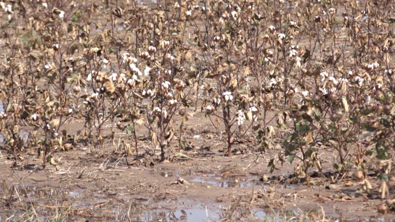 Cotton after defoliation harvest delayed by rain