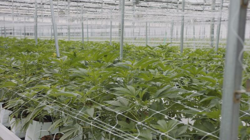 Georgia is one of 19 states that still impose jail time for simple possession of marijuana....