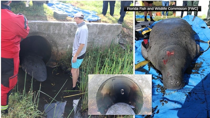 Florida Fish And Wildlife coordinated a rescue for a manatee stuck in a culvert in Port Richey.