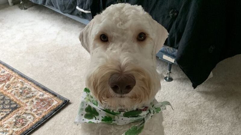 Dallas the Doodle
